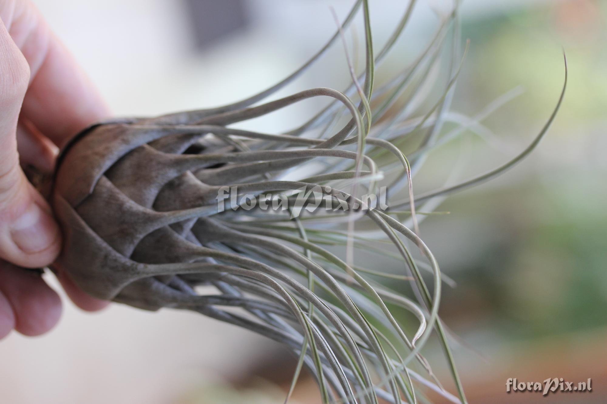 Vriesea chontalensis