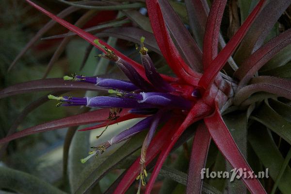 Tillandsia velutina