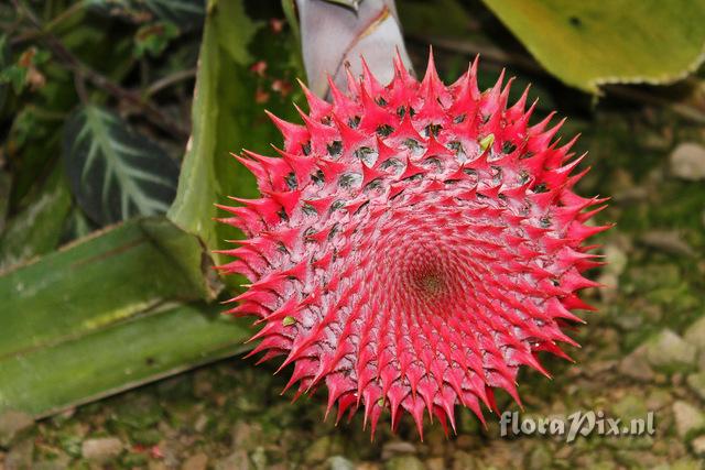 Aechmea multiflora