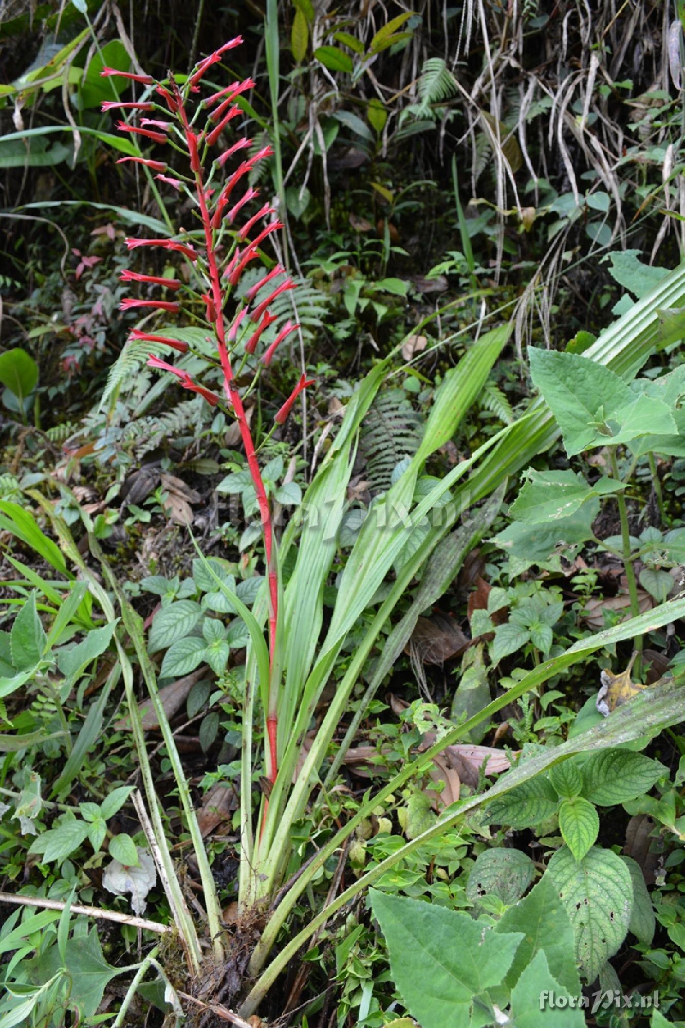 Pitcairnia 