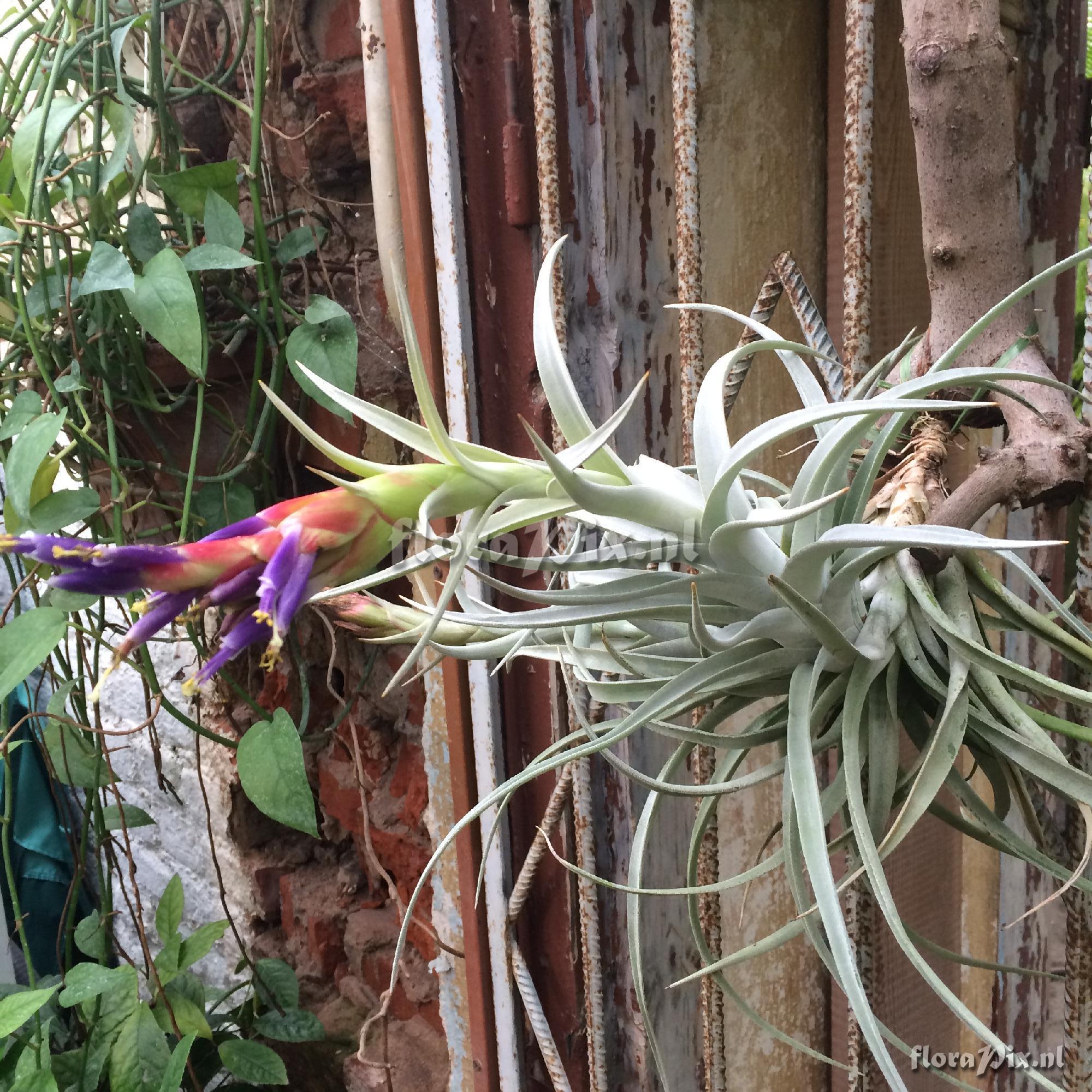 Tillandsia harrisii