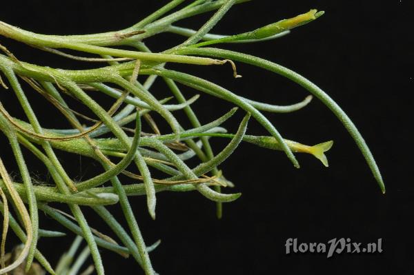 Tillandsia virescens