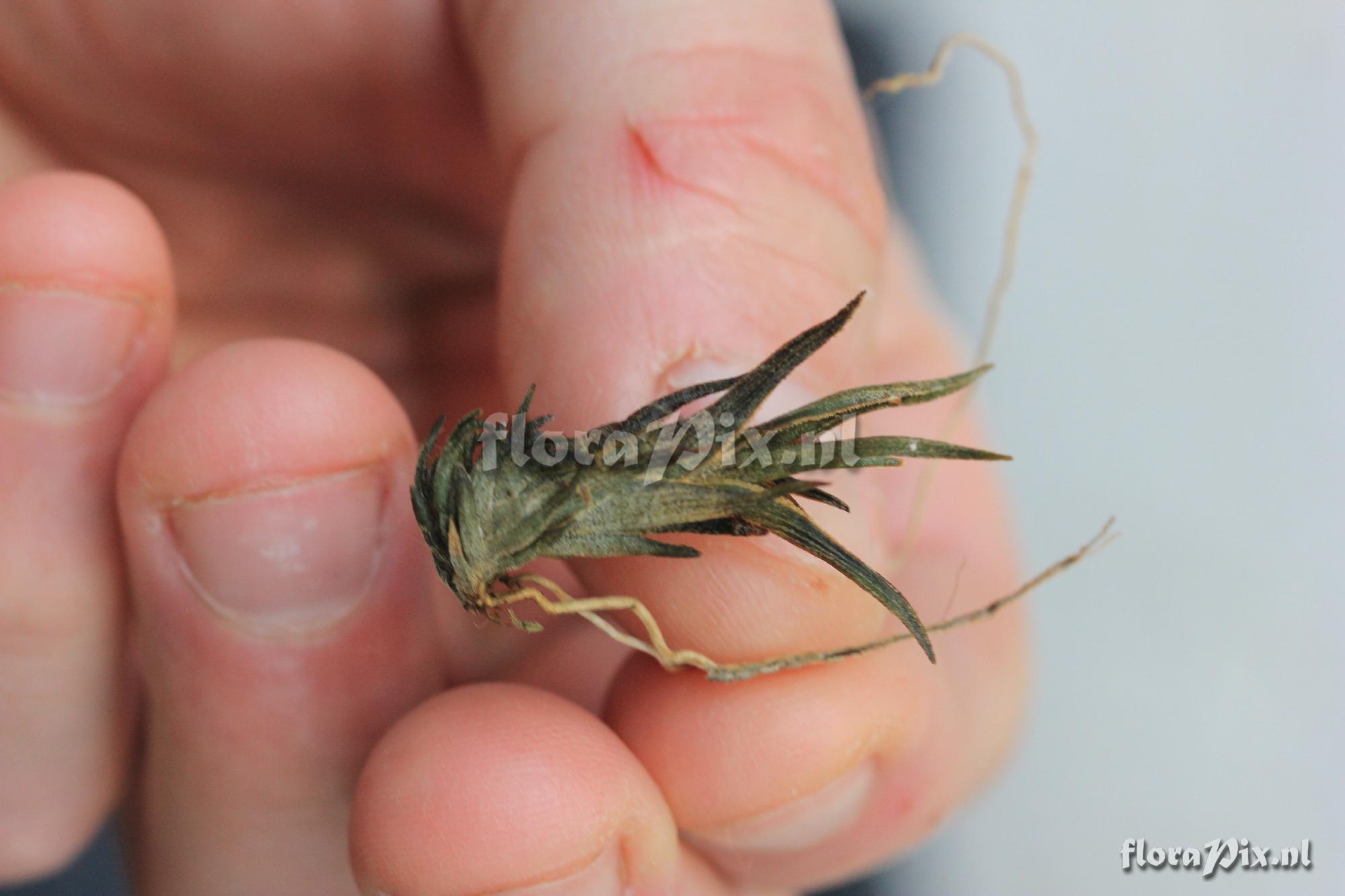 Tillandsia Gerdae