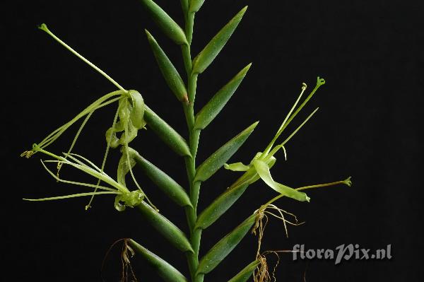 Tillandsia viridiflora