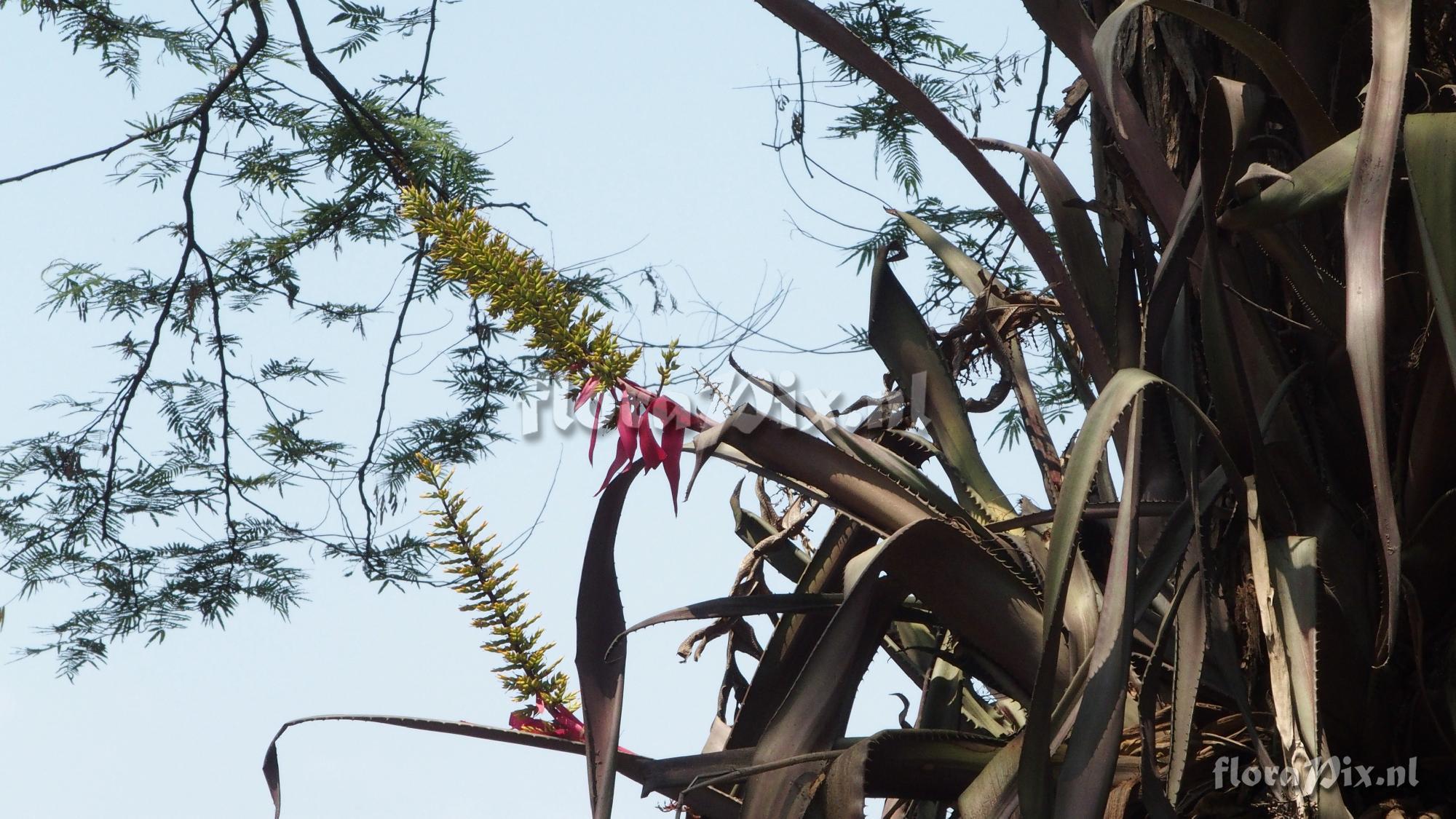 Aechmea tocantina