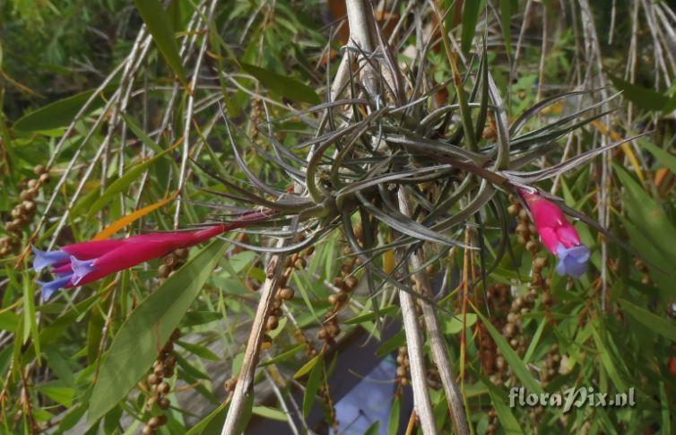 Tillandsia tenuifolia (Nigra)