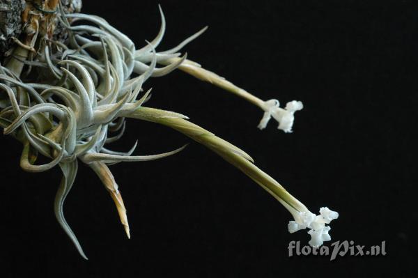 Tillandsia xiphioides var. tafiensis