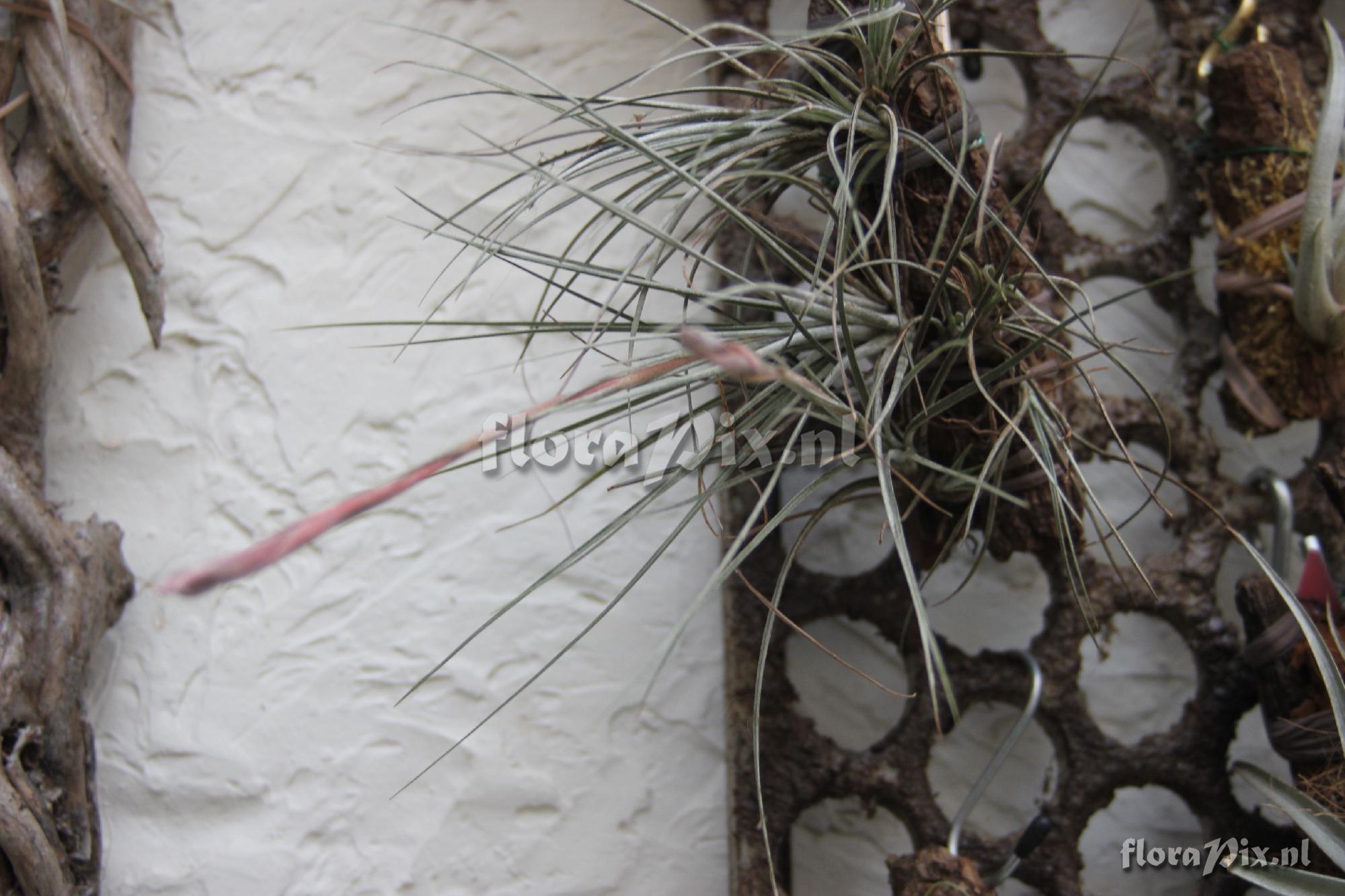 Tillandsia 