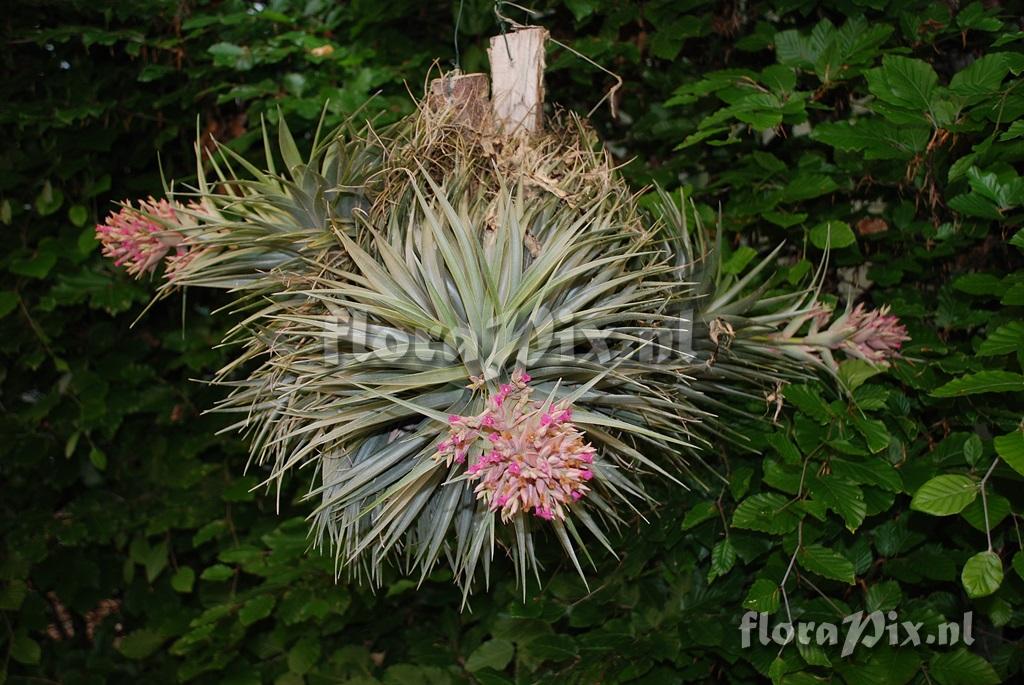 Tillandsia geminiflora