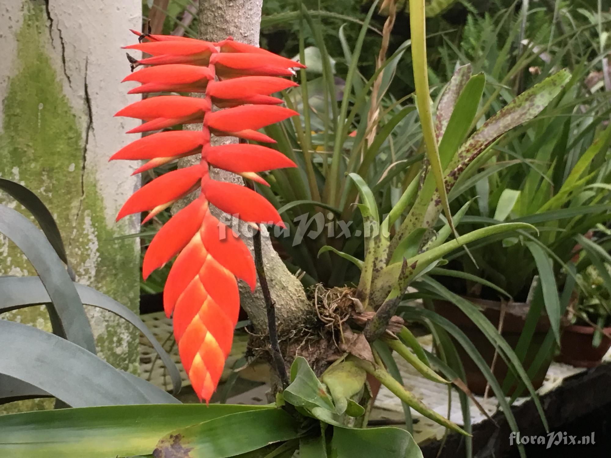 Tillandsia dyeriana