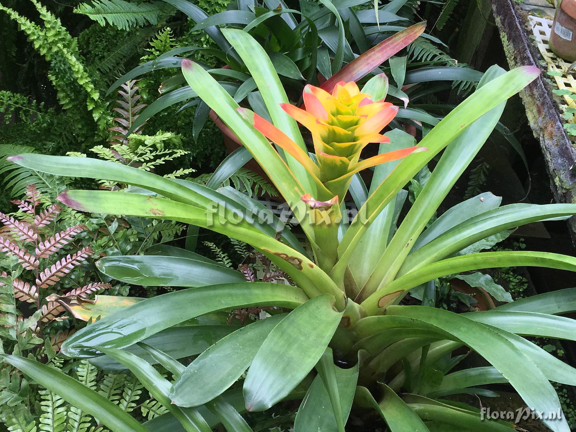 Guzmania squarrosa