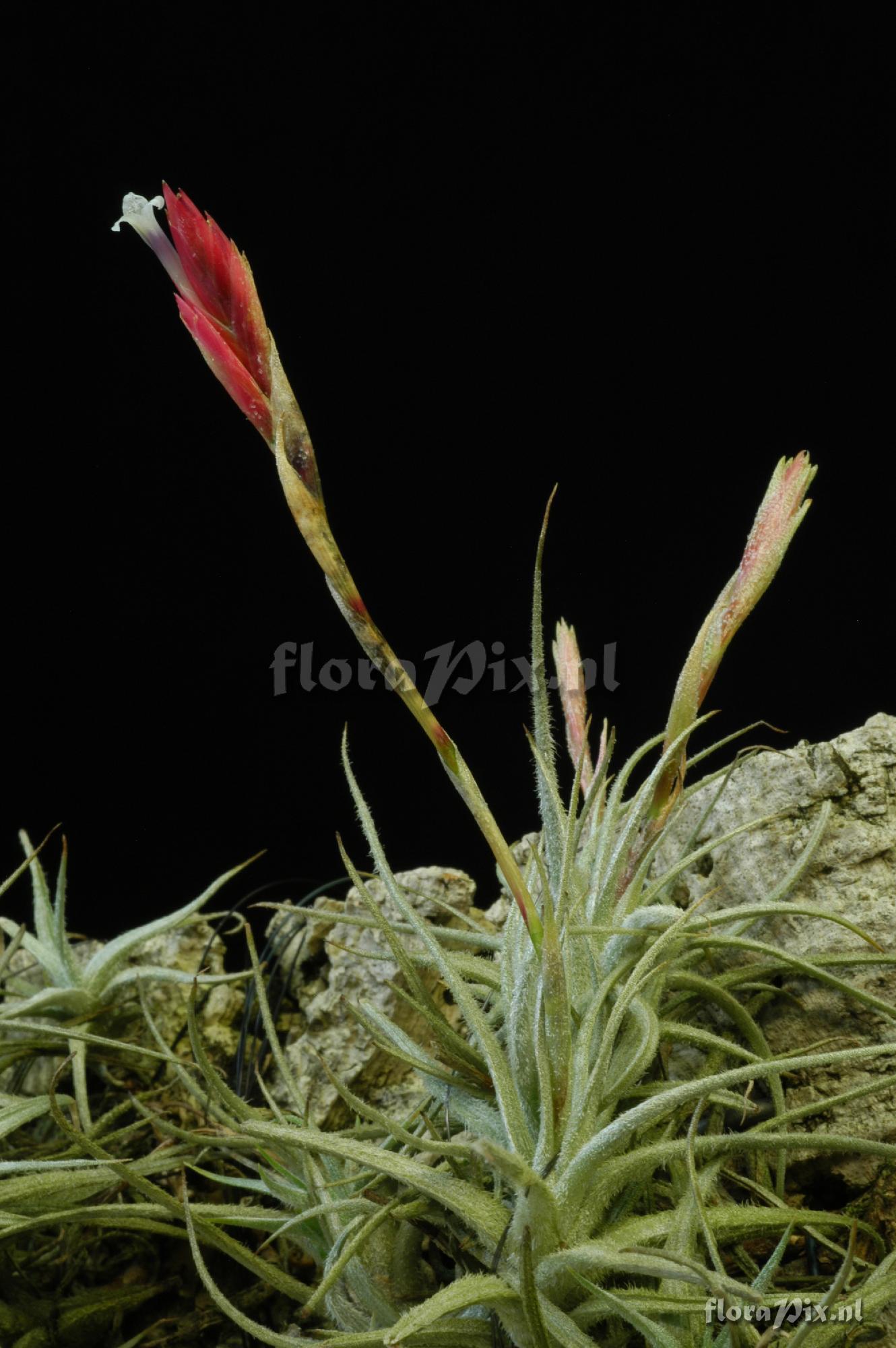 Tillandsia balsasensis 