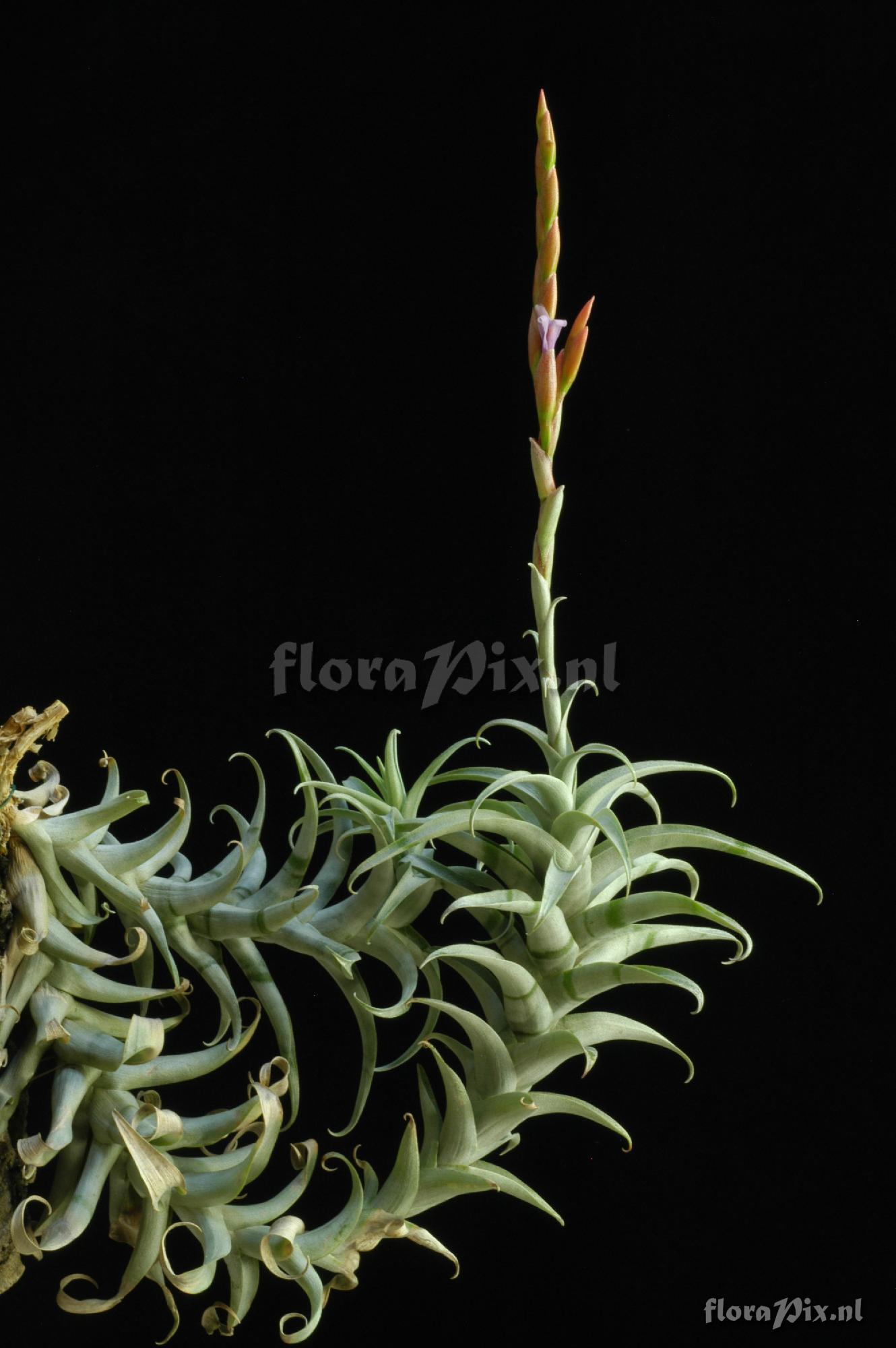 Tillandsia cauligera 