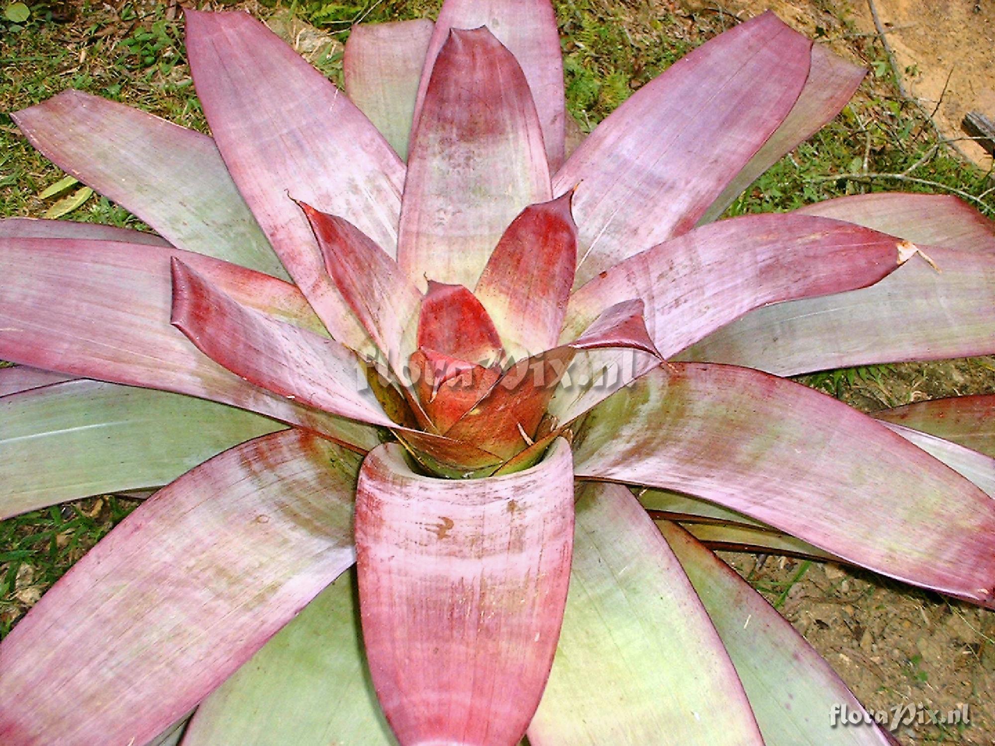 Alcantarea imperialis