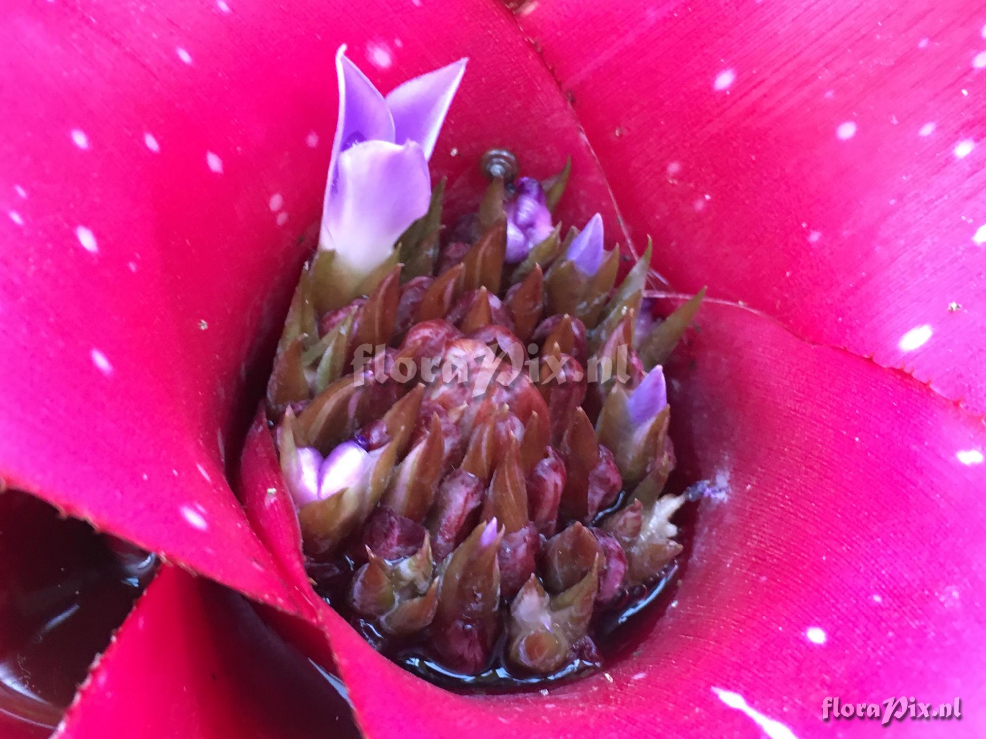 Neoregelia hybrid