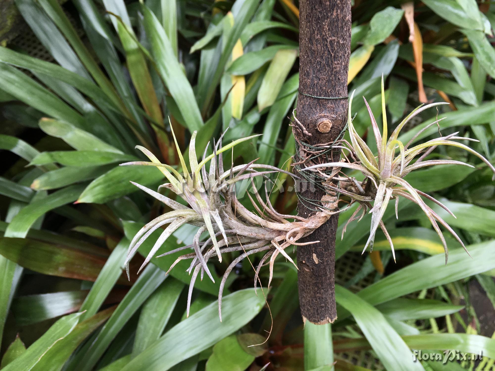 Tillandsia species