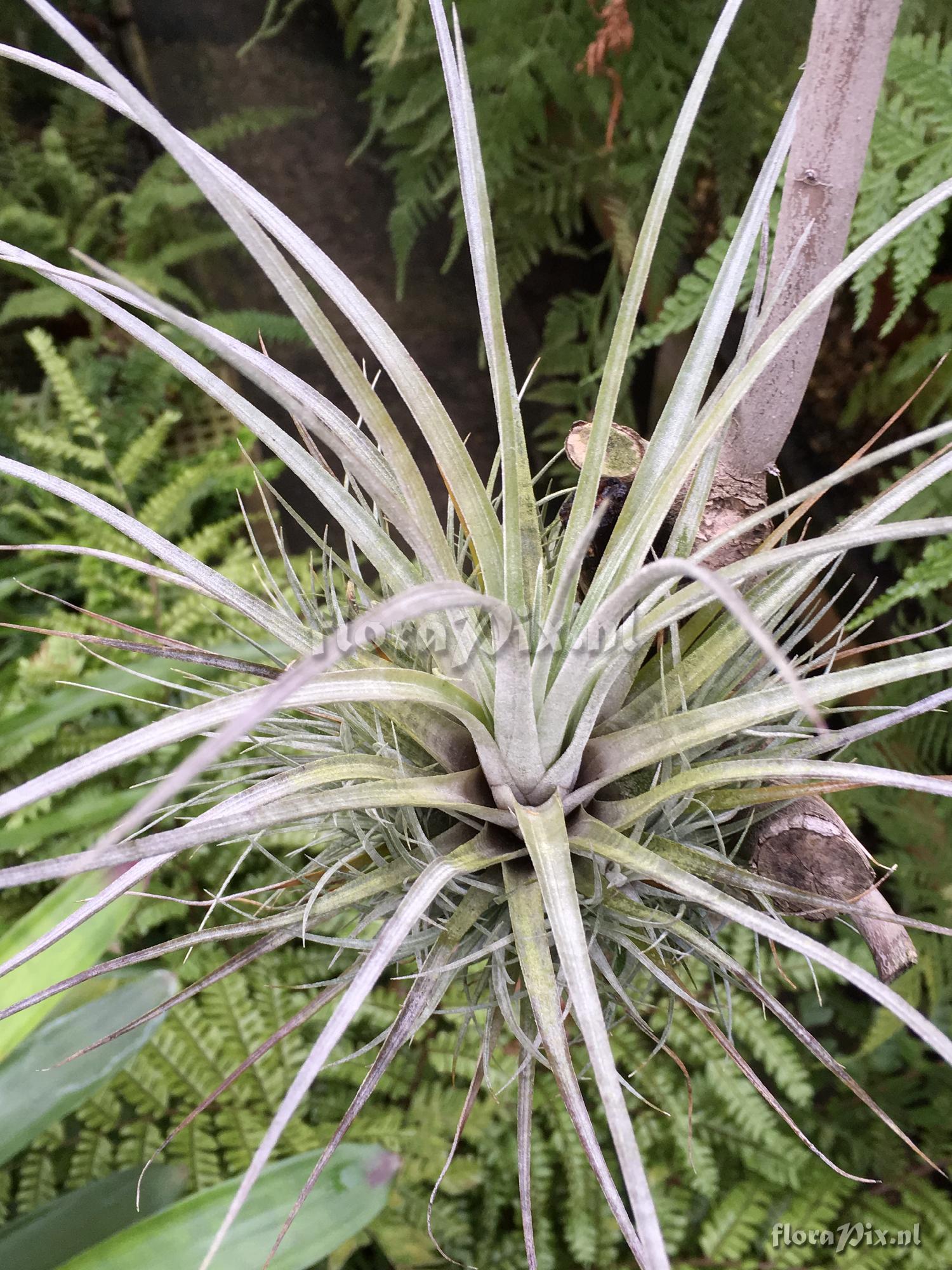 Tillandsia species