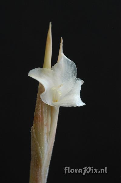 Tillandsia yuncharaensis