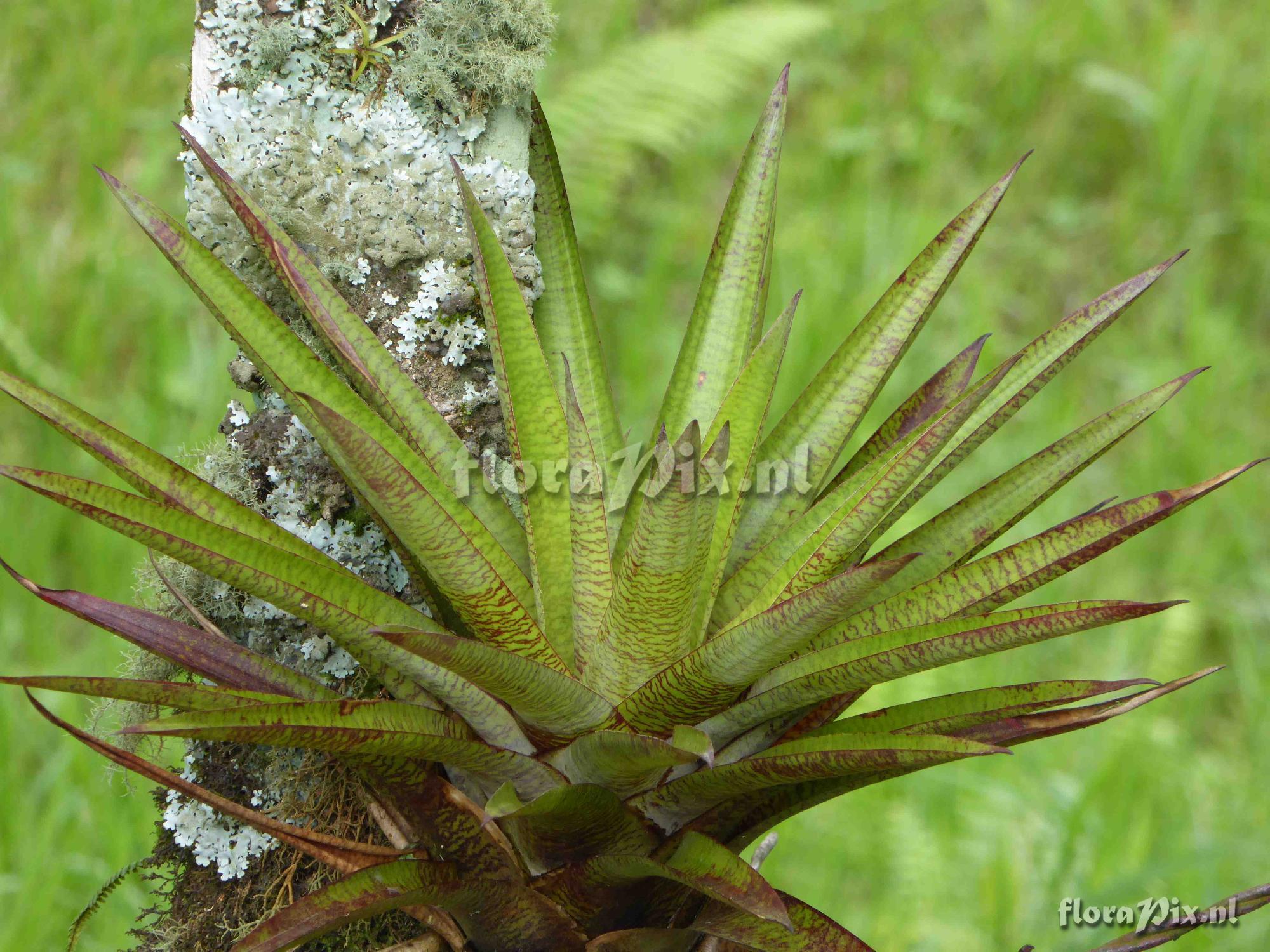 Werauhia sp