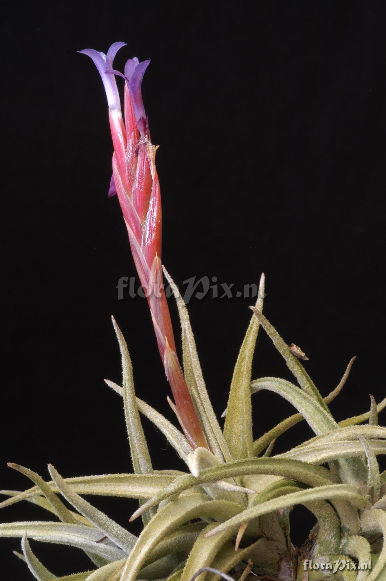 Tillandsia zecheri 