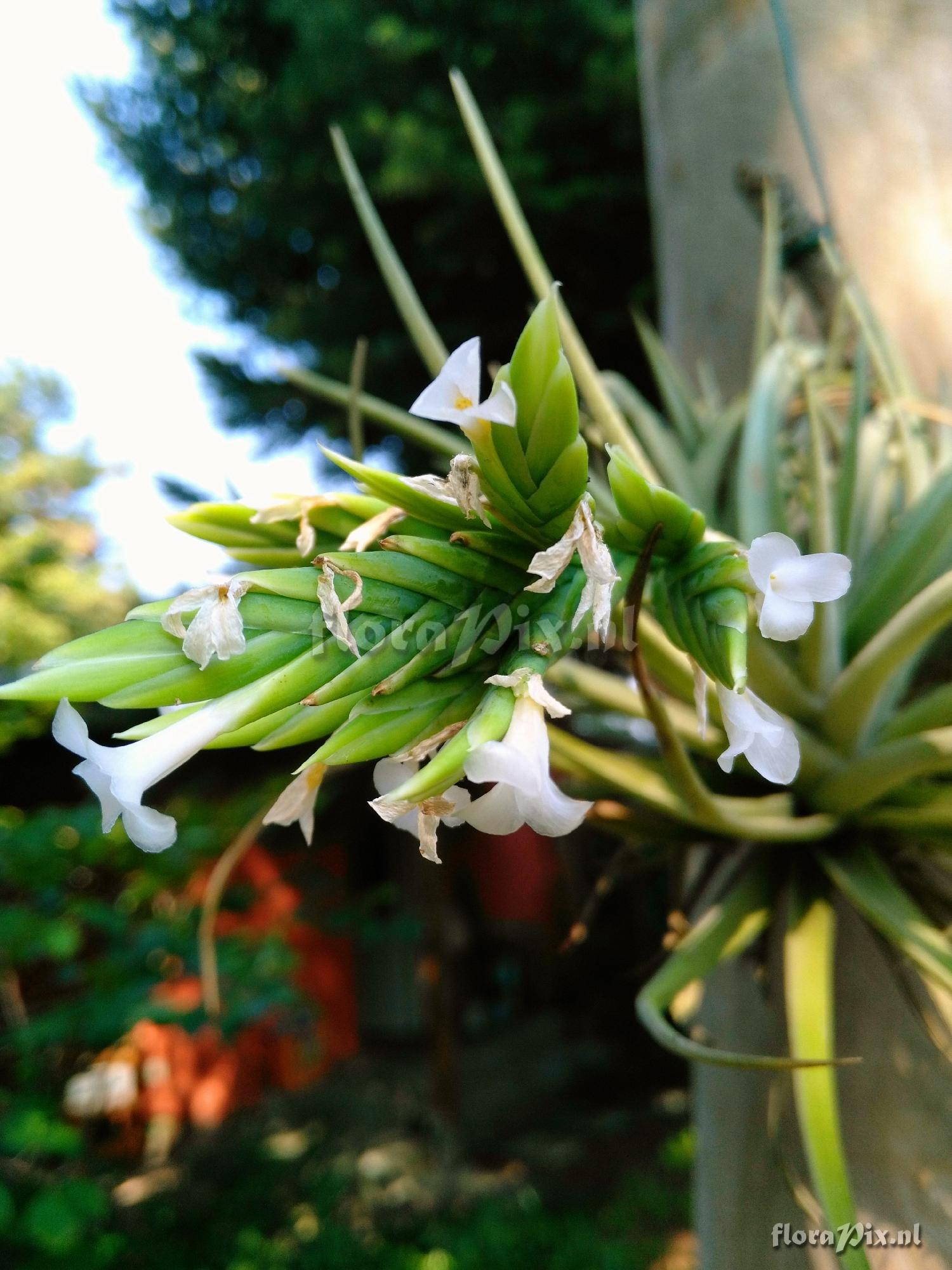 Tillandsia sp