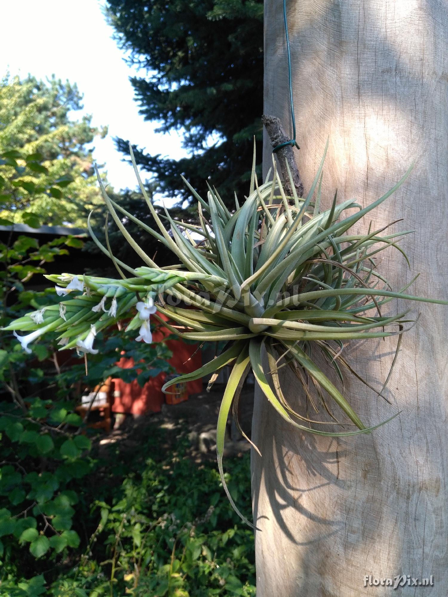 Tillandsia sp