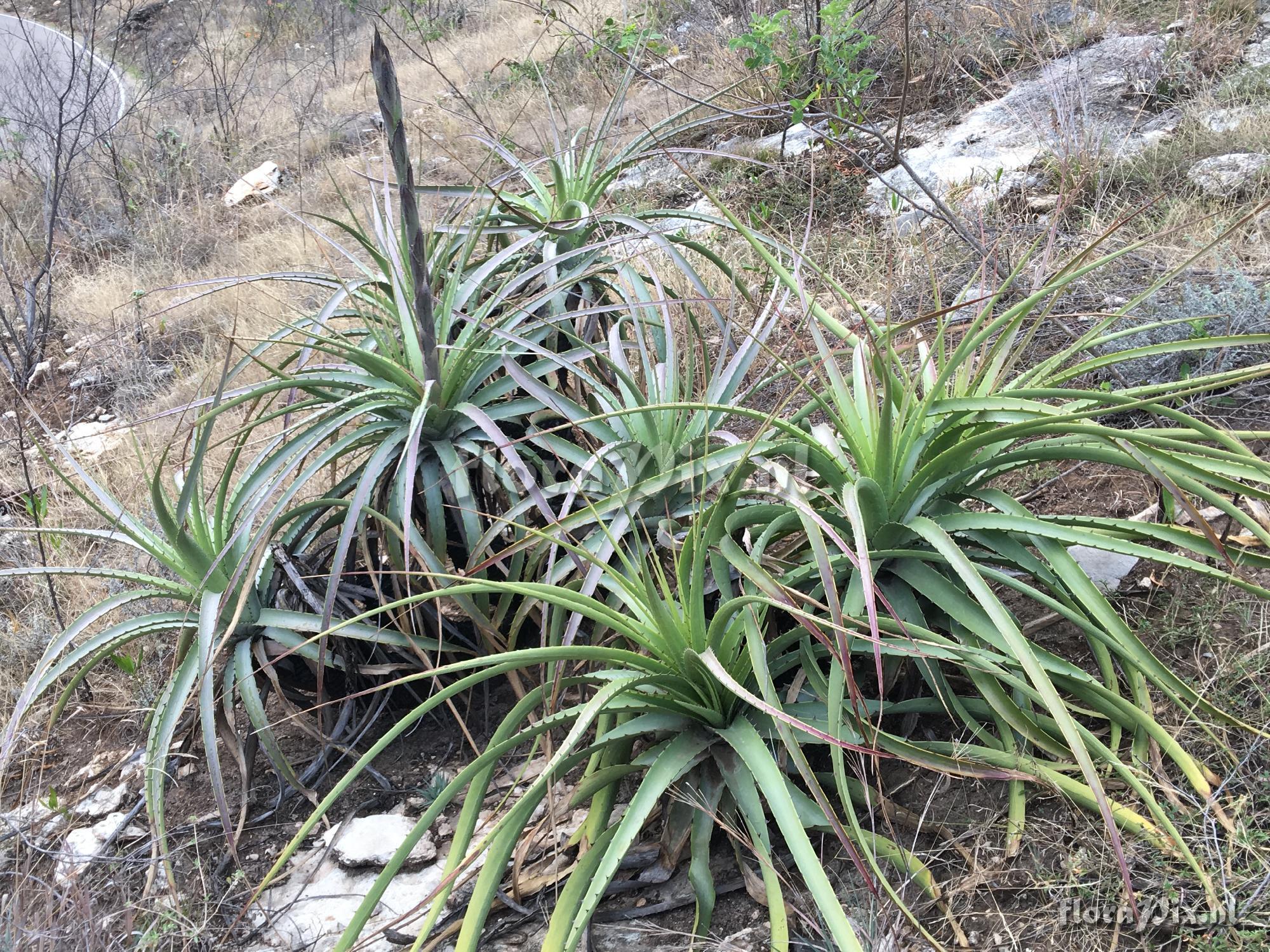 Puya 