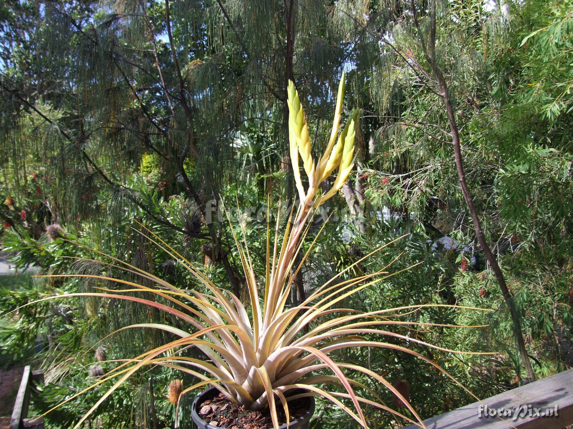 Tillandsia sp