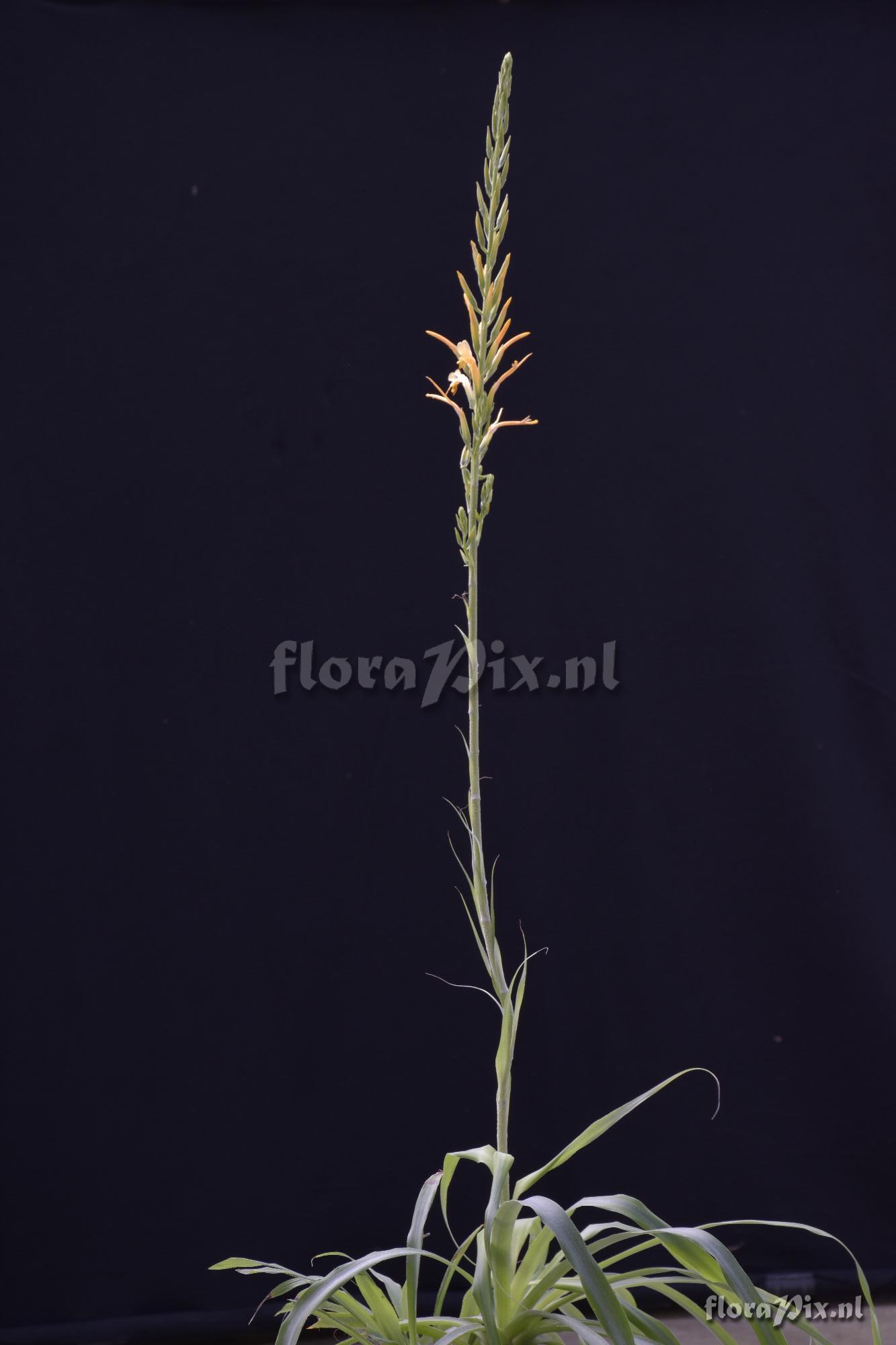 Pitcairnia sp
