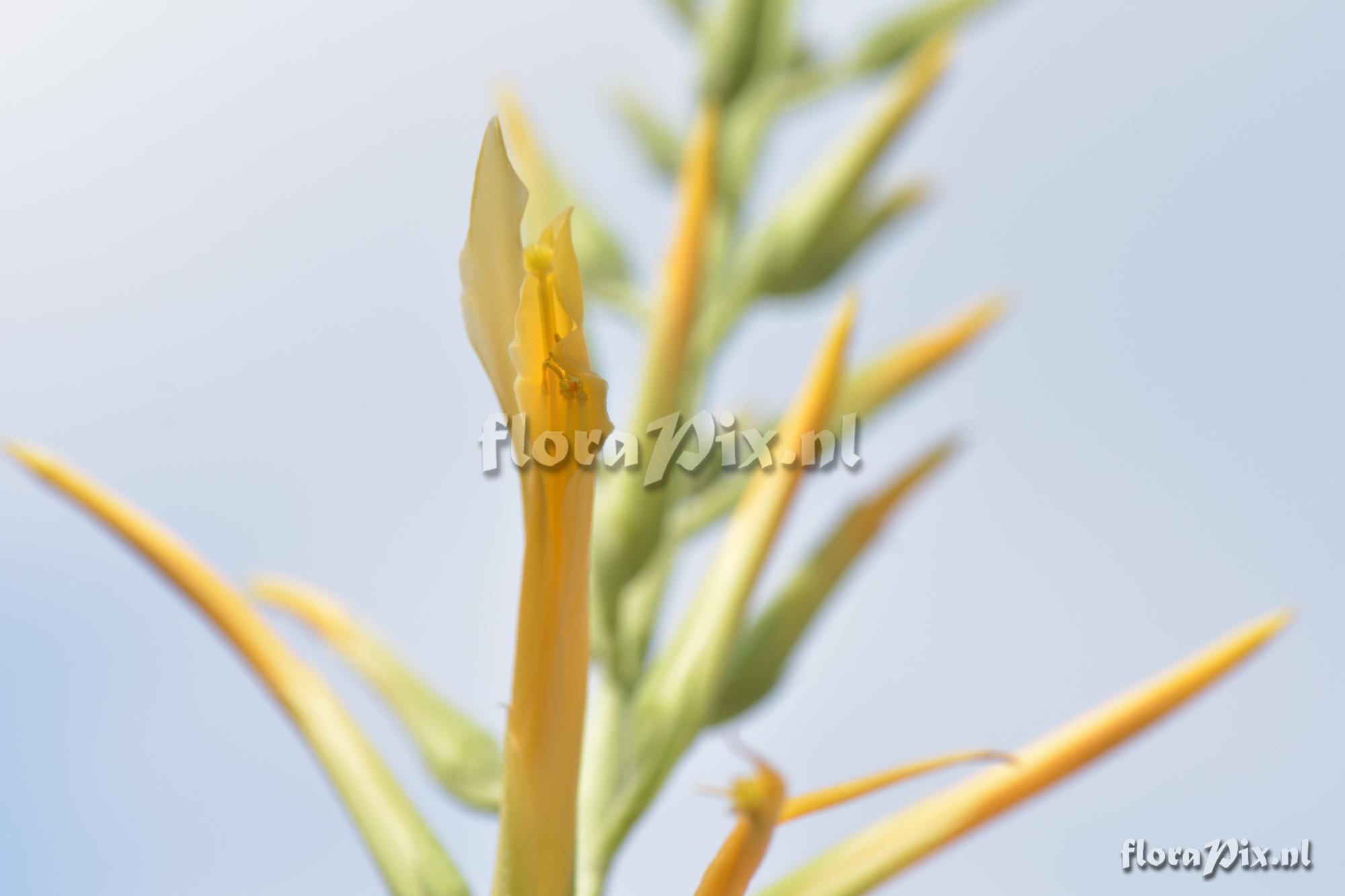 Pitcairnia sp