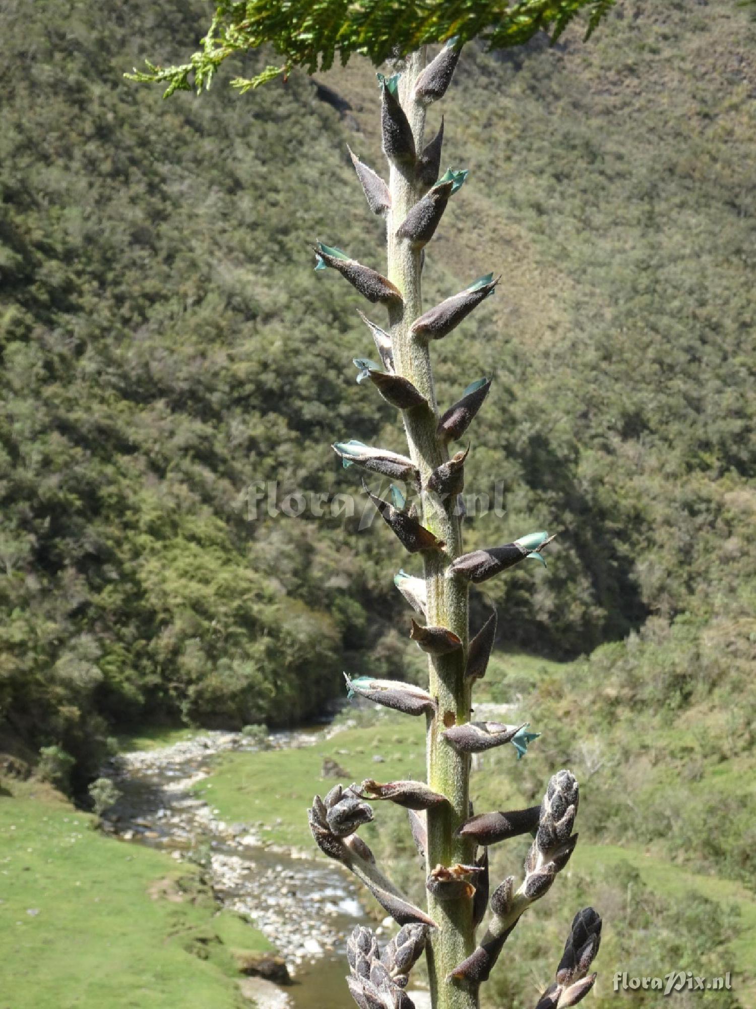 Puya 