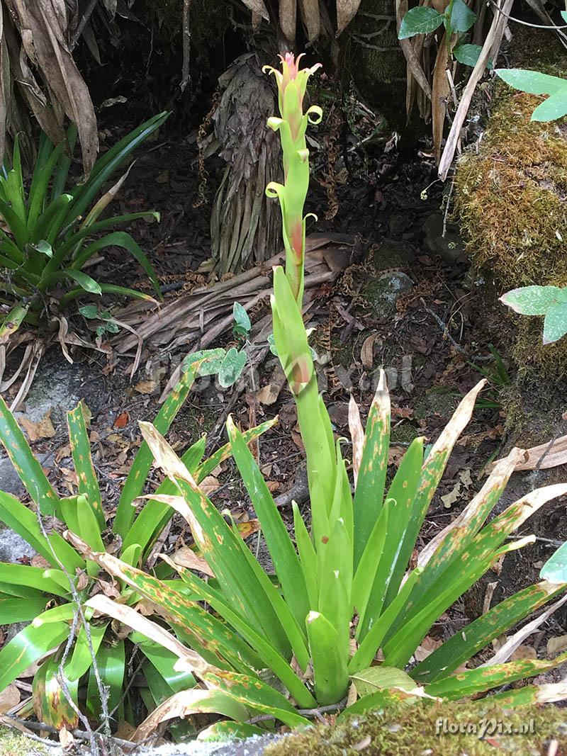 Tillandsia sp