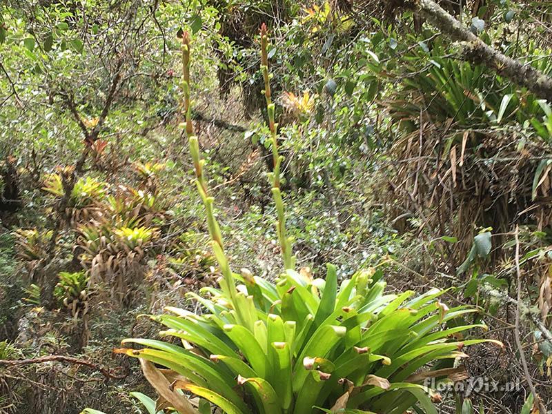 Tillandsia sp