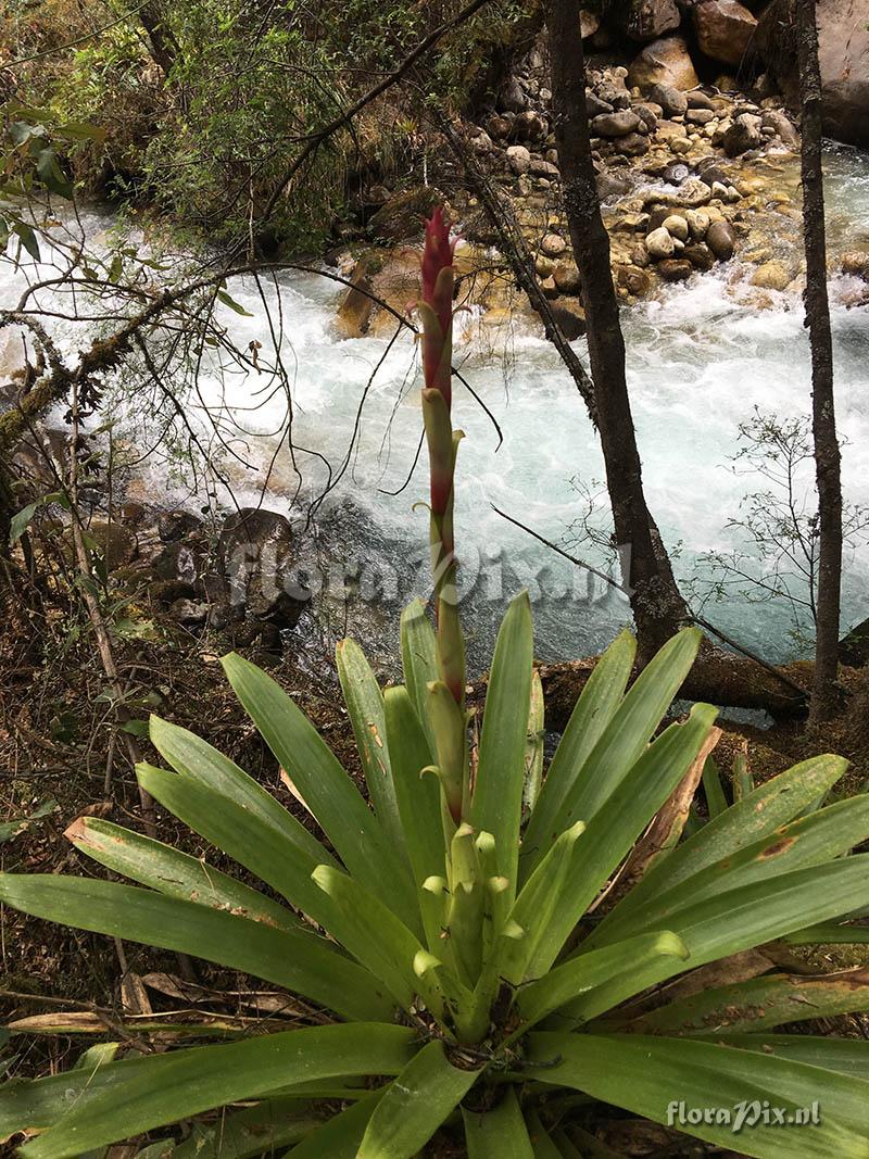 Tillandsia sp