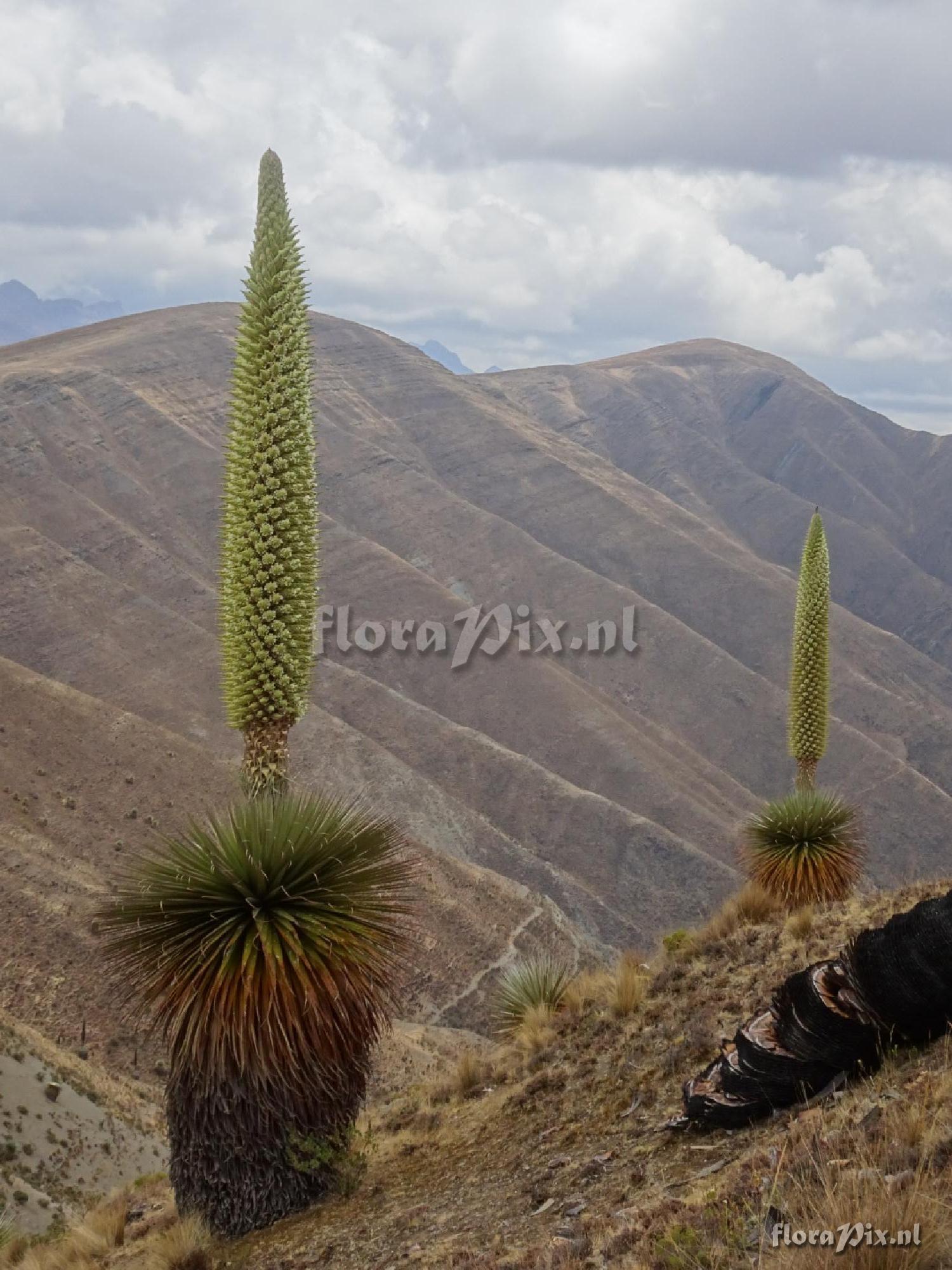 Puya raimondii