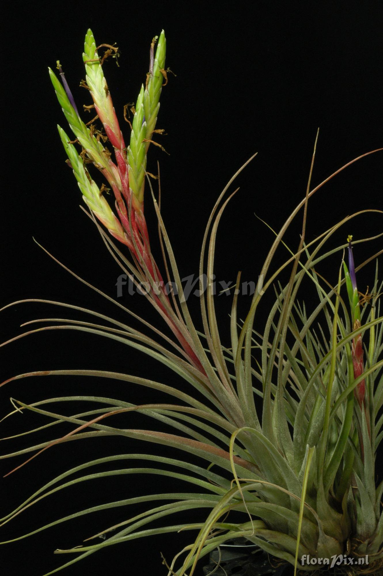 Tillandsia manzanilloensis