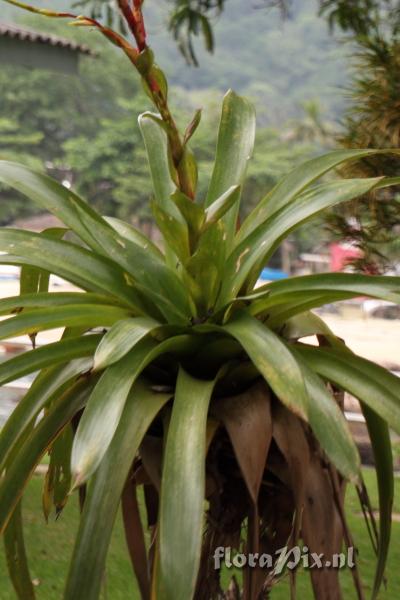 Tillandsia sp