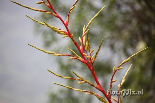 Tillandsia sp