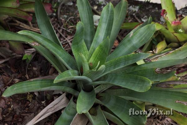 Vriesea sp
