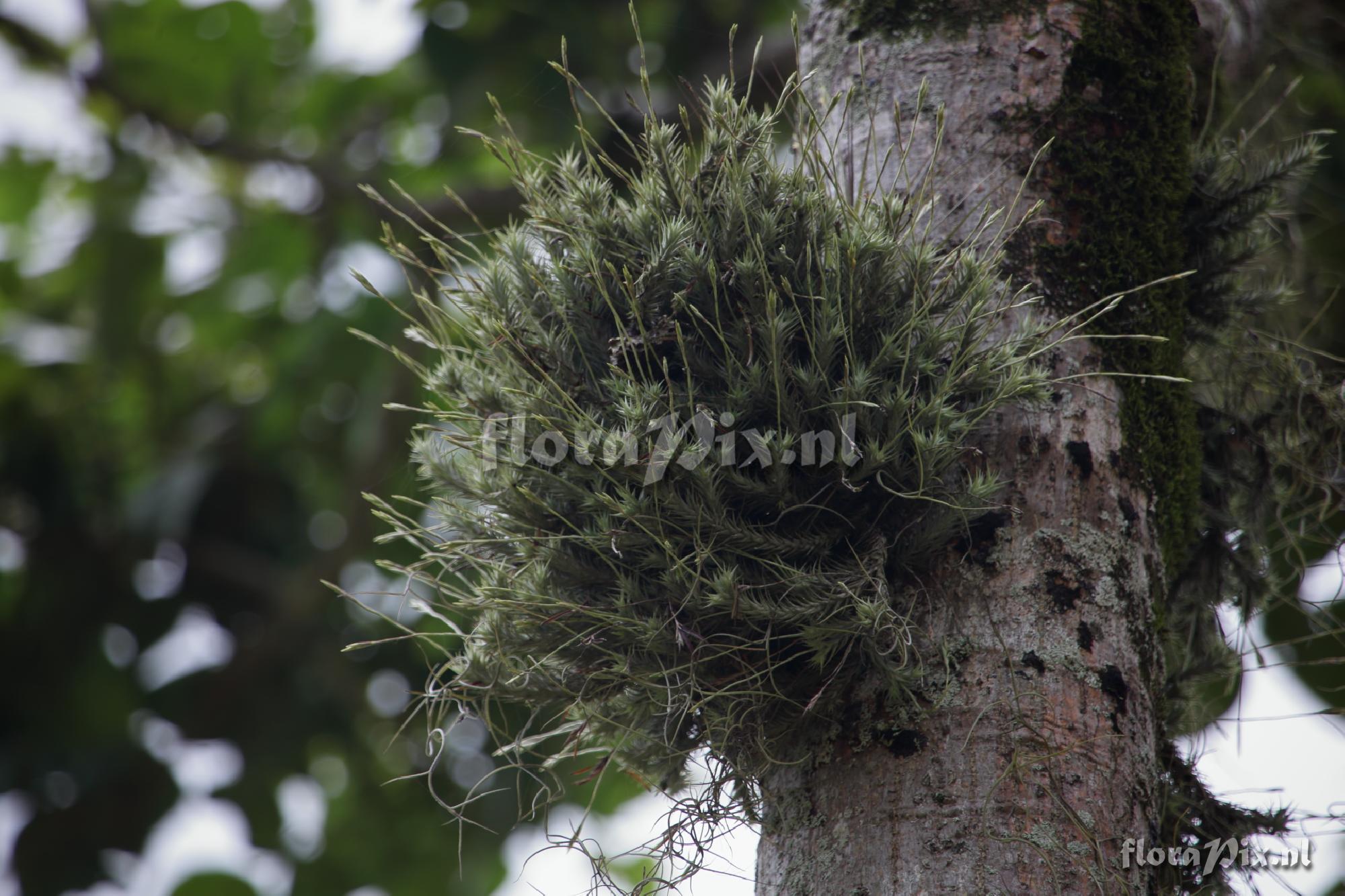 Tillandsia tricholepis