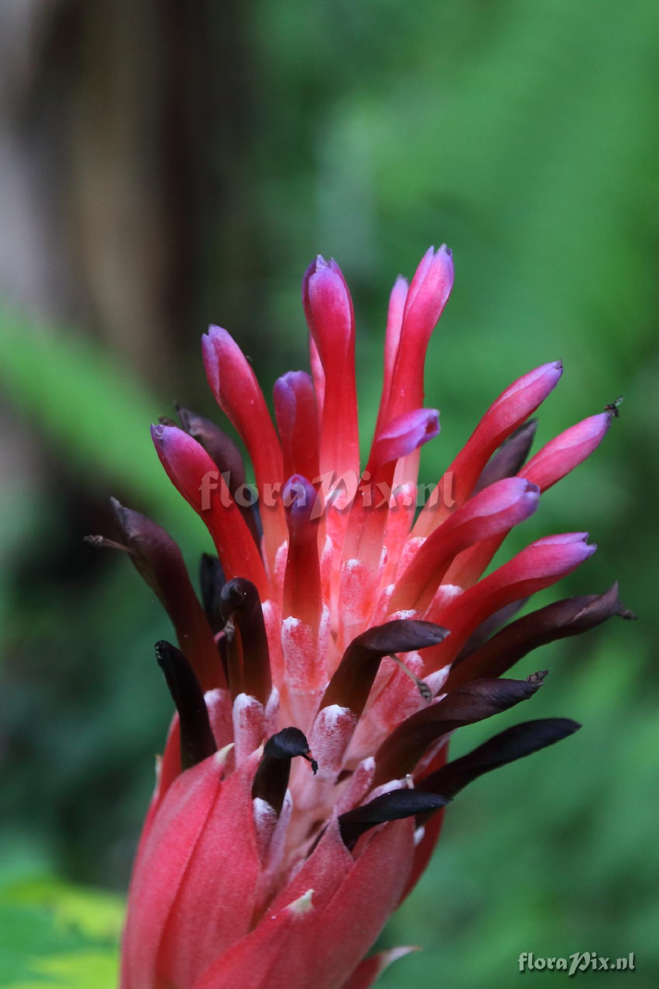 Billbergia pyramidalis