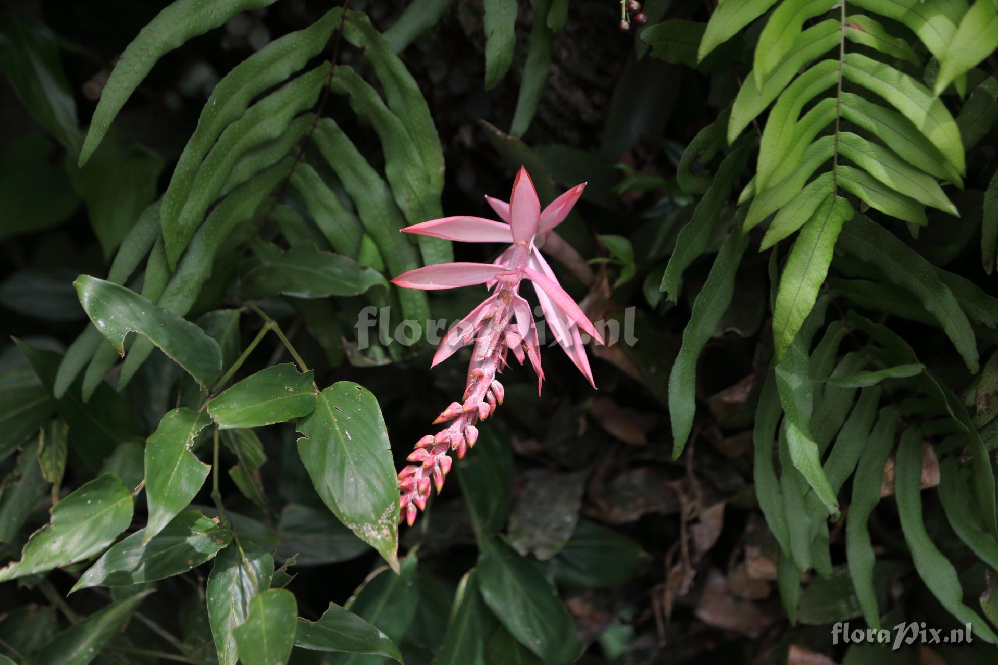 Aechmea nudicaulis