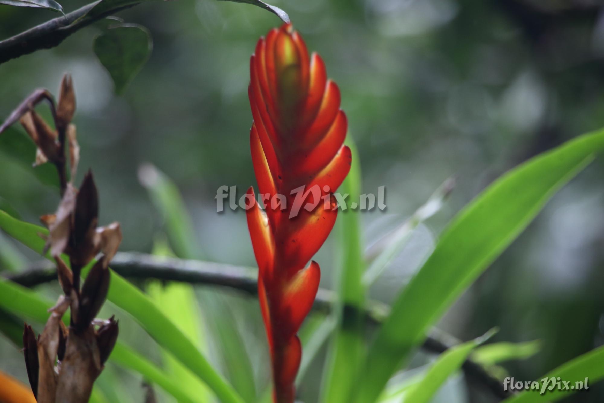 Vriesea spec.
