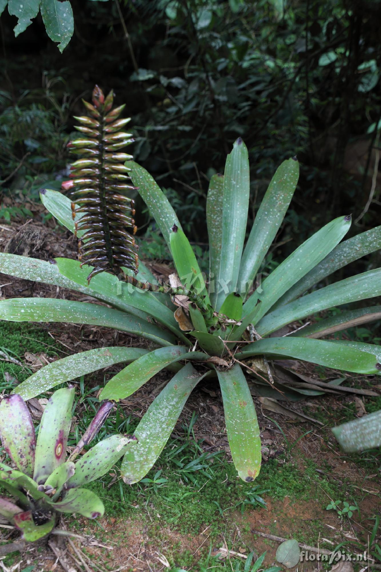 Vriesea wawranea