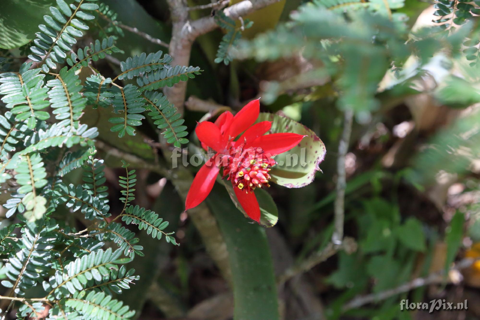 Aechmea nudicaulis