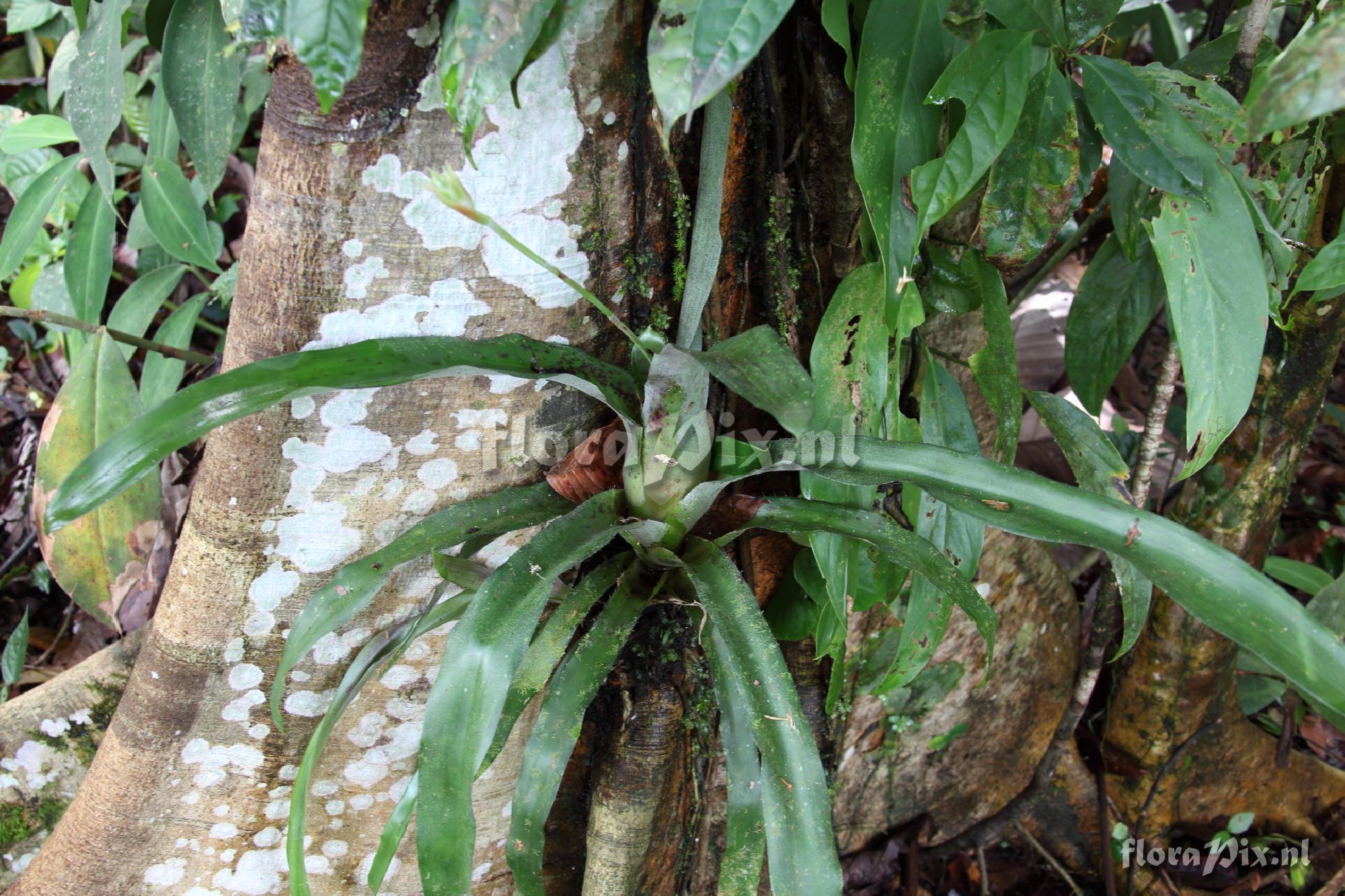 Aechmea spec.