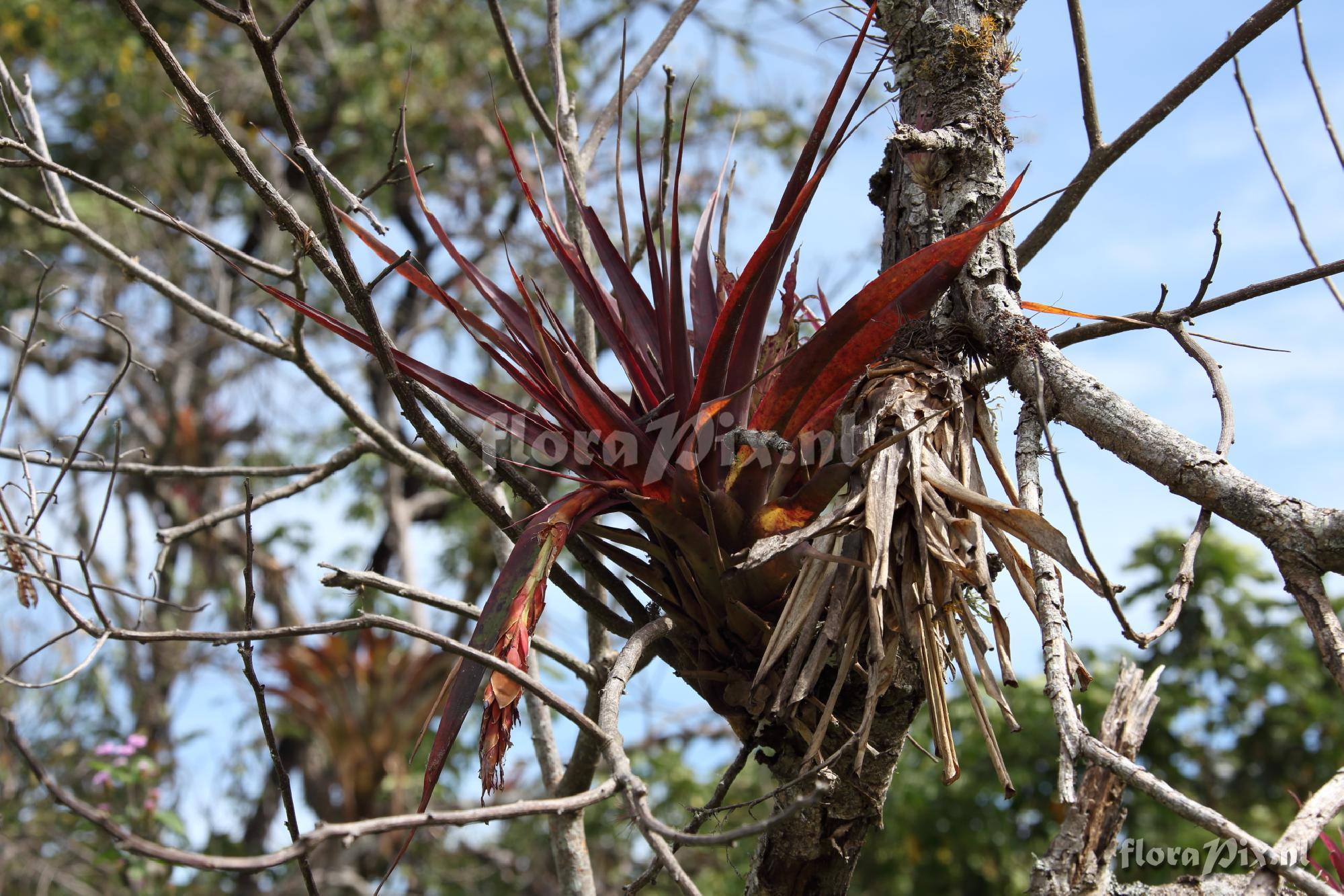 Vriesea cf. tequendamae