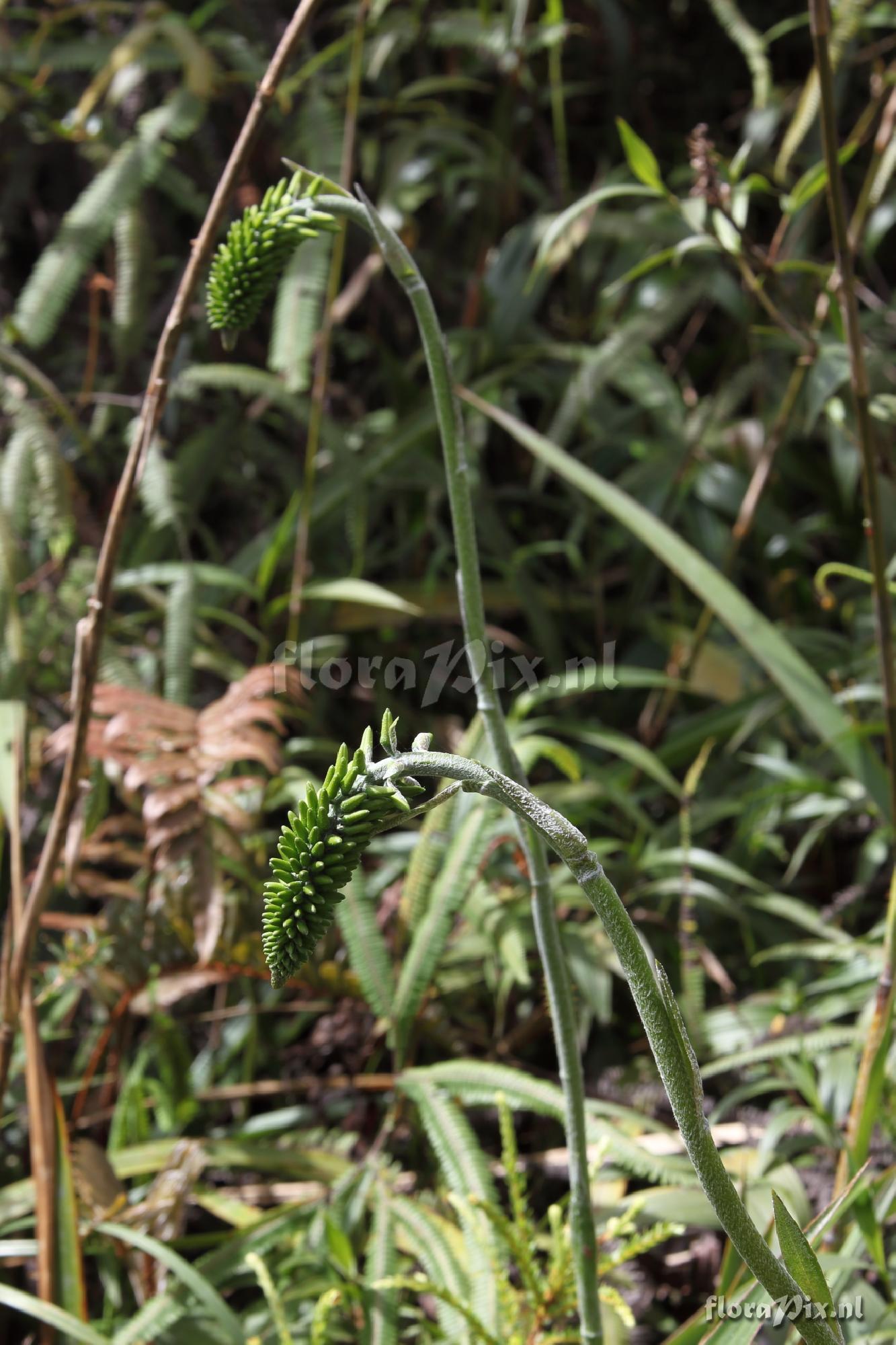 Pitcairnia spec.