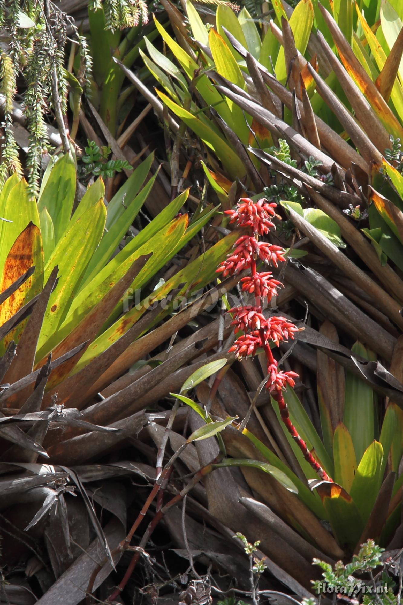 Guzmania ?