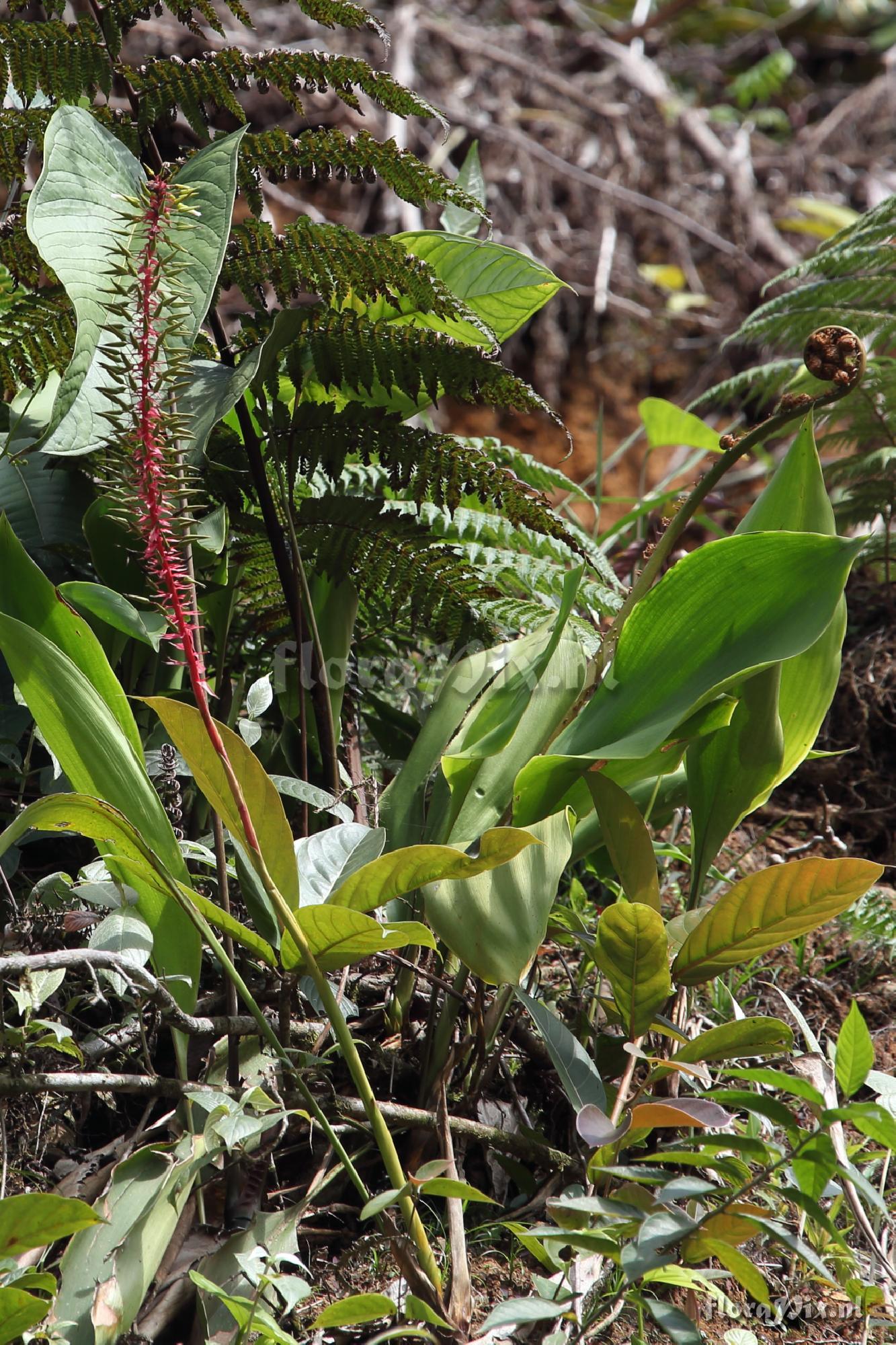 Pitcairnia multiflora